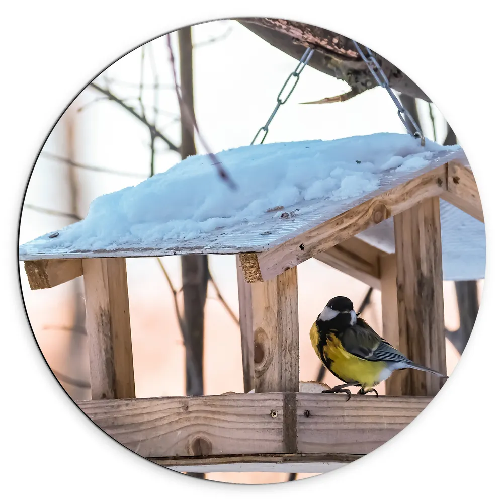Dibond Muurcirkel - Koolmeesje in Vogelhuisje op Winterse Dag