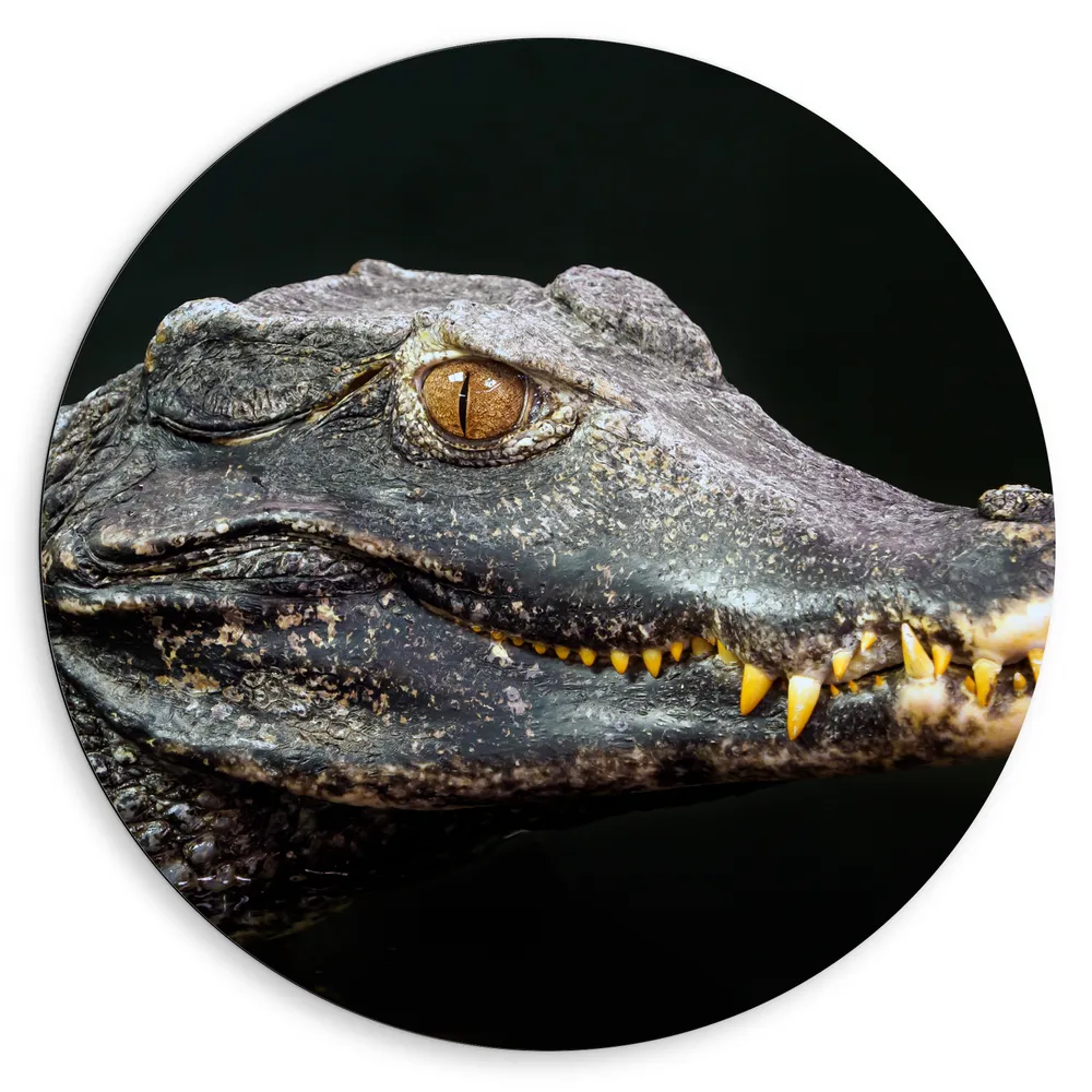Dibond Muurcirkel - Hoofd van Aligator met Scherpe Tanden in het Water