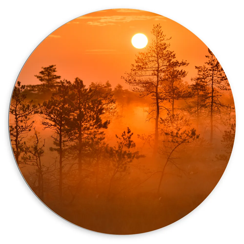 Dibond Muurcirkel - Zonsopkomst bij Bos met Bomen Vol met Mist