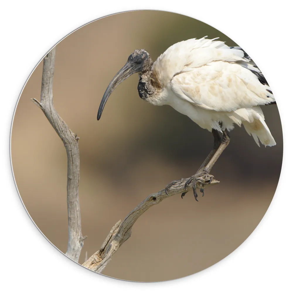 Dibond Muurcirkel - Zwart met Witte Ibis Vogel Zittend op Smalle Tak
