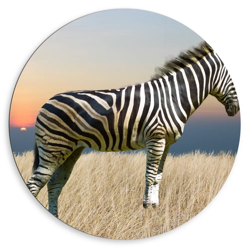 Dibond Muurcirkel - Zijaanzicht van Zebra in Grassen tijdens Zonsopkomst