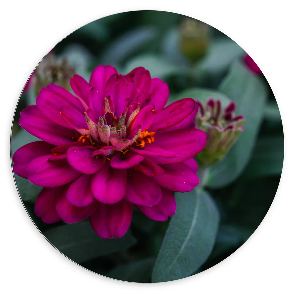 Dibond Muurcirkel - Grote Fel Roze Bloem tussen Donker Groene Bladeren