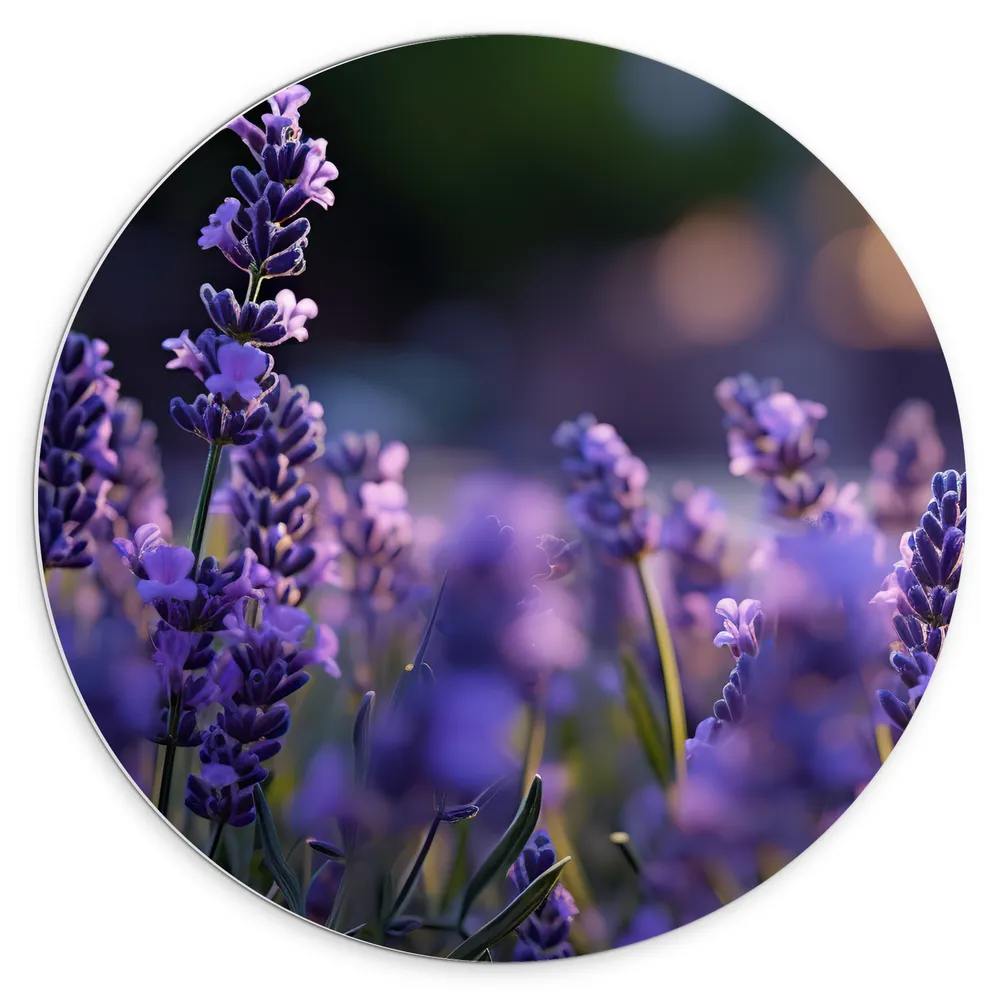 Dibond Muurcirkel - Lavendel Planten in Grasveld in de Avond - Bloemen