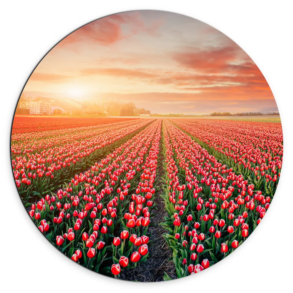 Dibond Muurcirkel - Rijen Roodkleurige Tulpen in Bloemenveld in Nederland