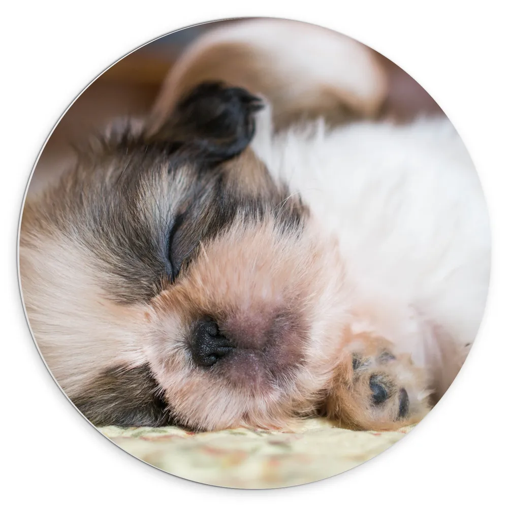 Dibond Muurcirkel - Slapende Shi Tzu Puppy op Kleed in de Woonkamer