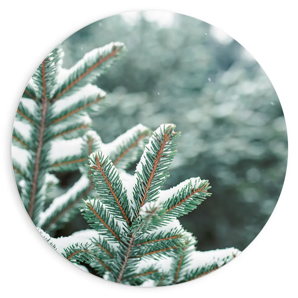 Dibond Muurcirkel - Laagje Sneeuw op Varenplanten