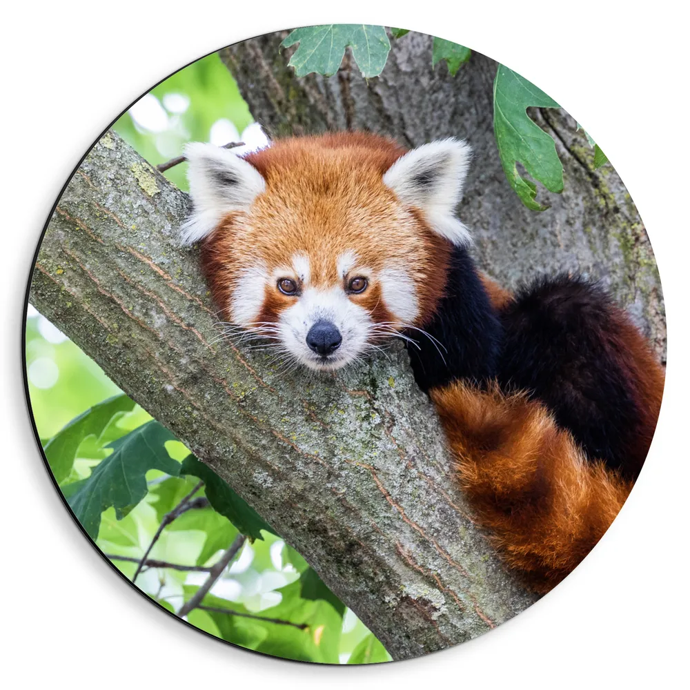 Dibond Muurcirkel - Rode panda ligt in een boom op een tak