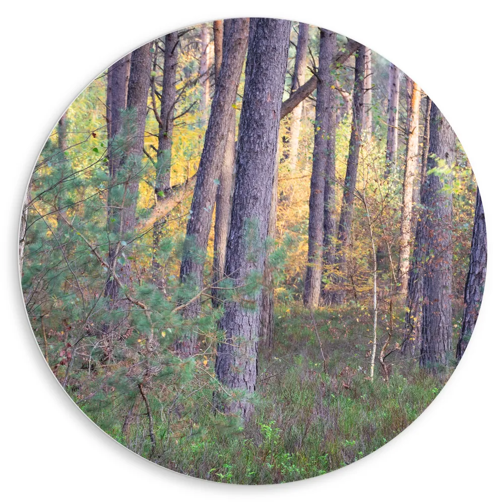 Dibond Muurcirkel - Bomen in een Bos in Nederland