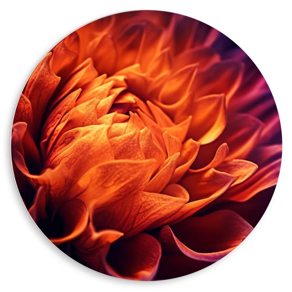 Dibond Muurcirkel - Mooie Grote Oranje met Paarse Dahlia Bloem
