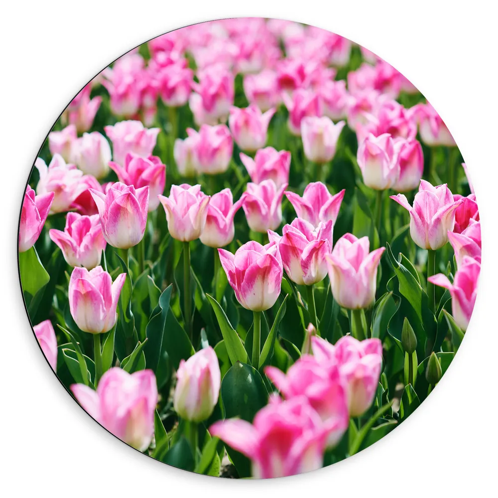 Dibond Muurcirkel - Roze Bloemen in Bloemenveld