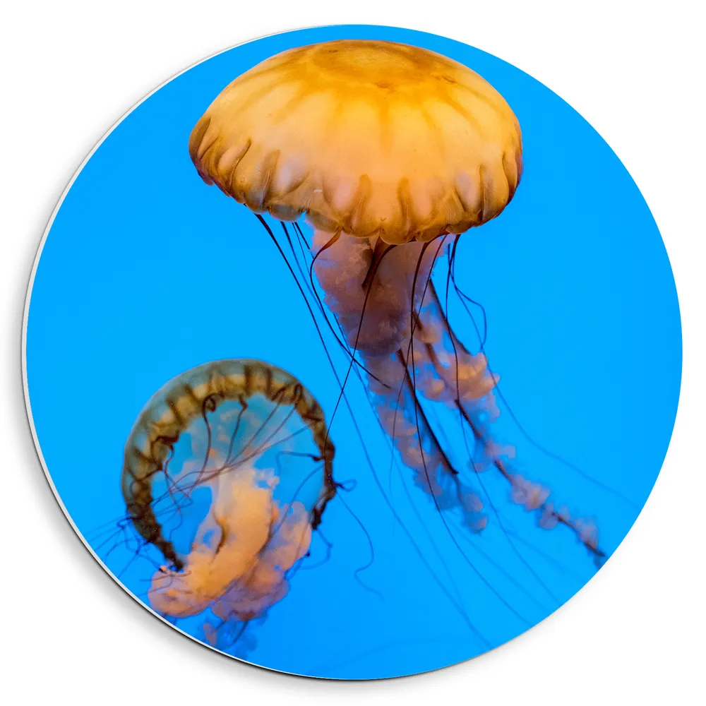 Dibond Muurcirkel - Twee Oranje Kwallen Zwemmend door de Blauwe Oceaan