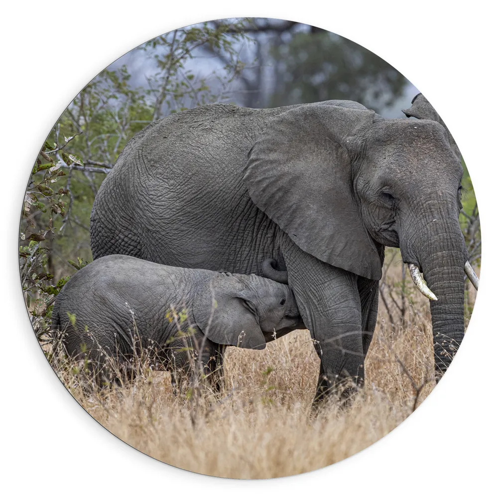 Dibond Muurcirkel - Babyolifant drinkend bij Moederolifant tussen Hoge Droge Grassen
