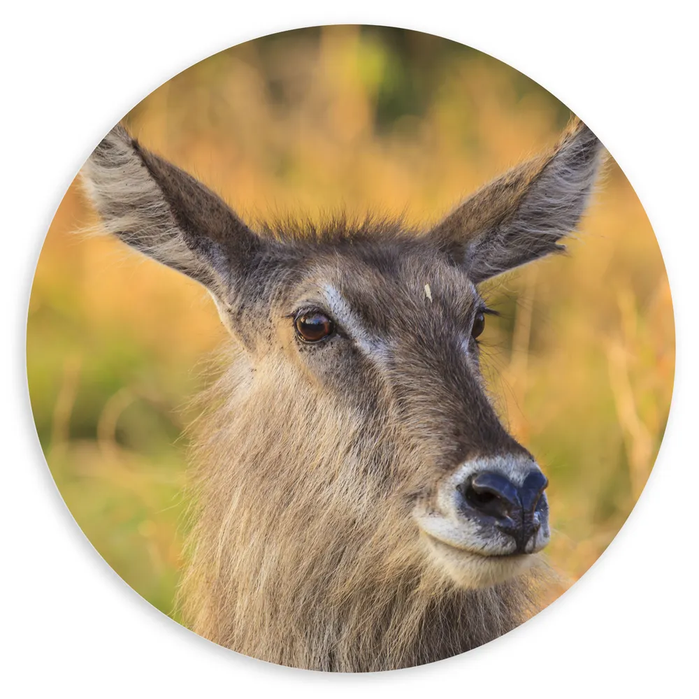 Dibond Muurcirkel - Kop van Waterbok in Groen met Bruin Landschap