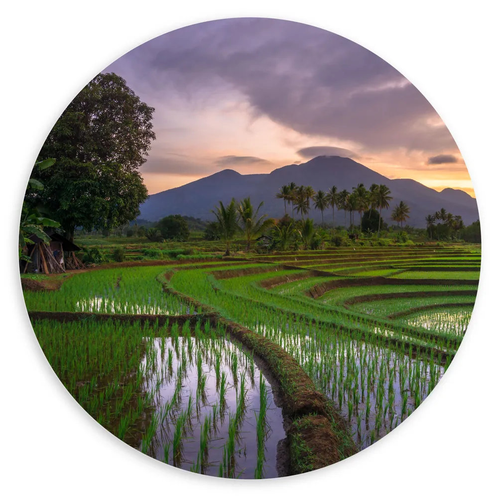 Dibond Muurcirkel - Rijstvelden Vol met Water in Indonesië