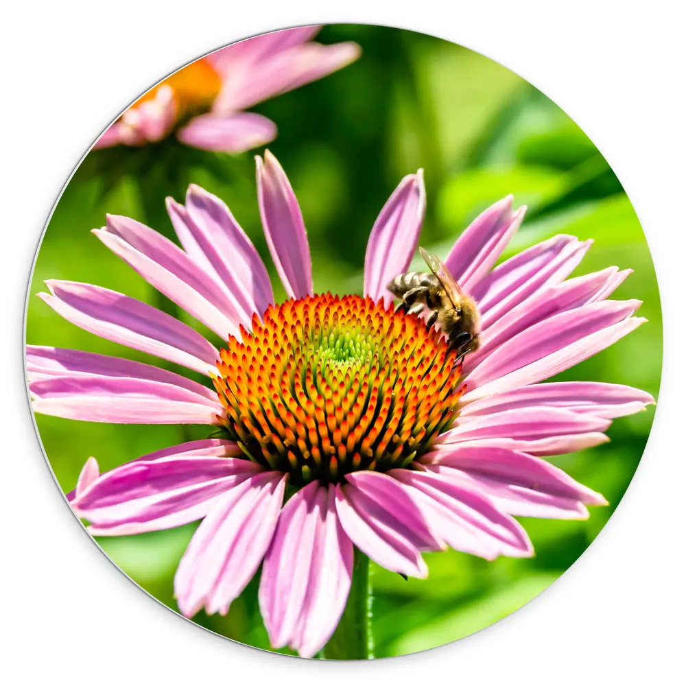 Dibond Muurcirkel - Bij op Midden van Roze Smalle Bloem