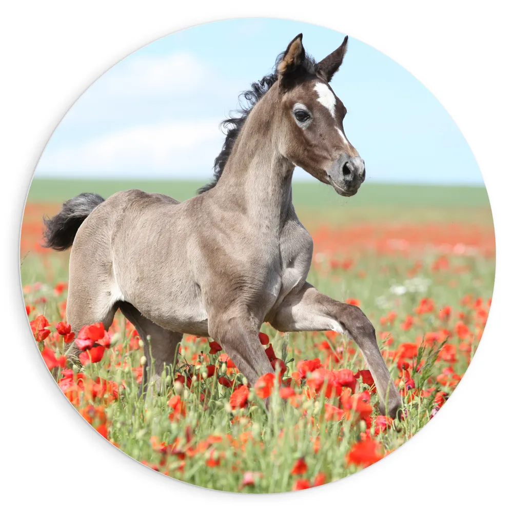 Dibond Muurcirkel - Bruin Veulen met Witte Bles Rennend door Veld Vol Rode Bloemen