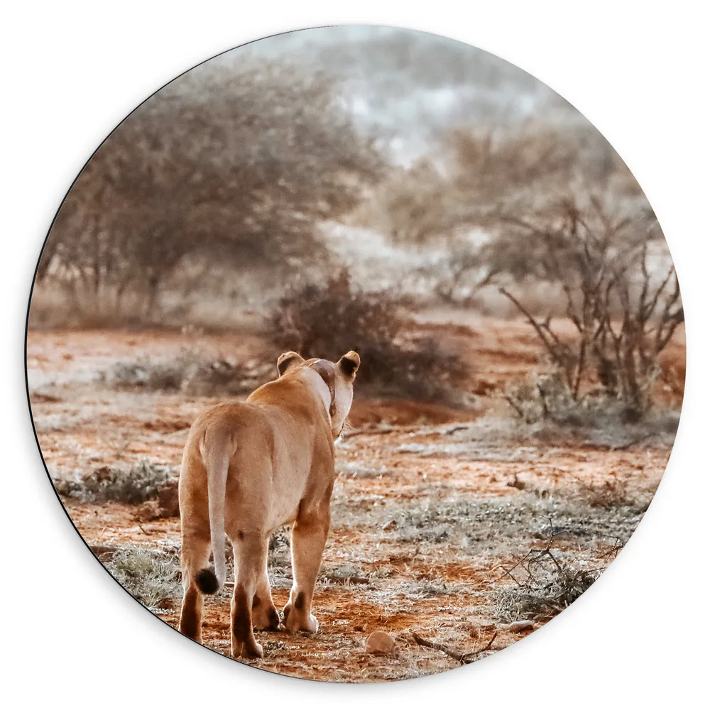 Dibond Muurcirkel - Achteraanzicht van Sluipende Leeuw in Afrikaans Landschap