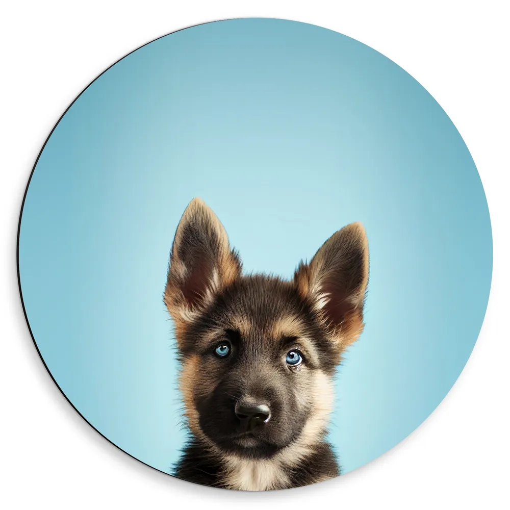 Dibond Muurcirkel - Aandoenlijke Duitse Herder Puppy tegen Blauwe Achtergrond