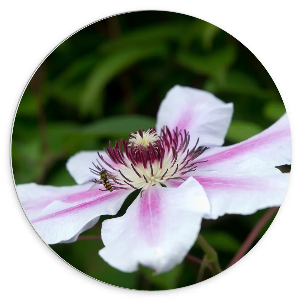 Dibond Muurcirkel - Clematis Flordie Bloemen in het Wit met Paarse Details