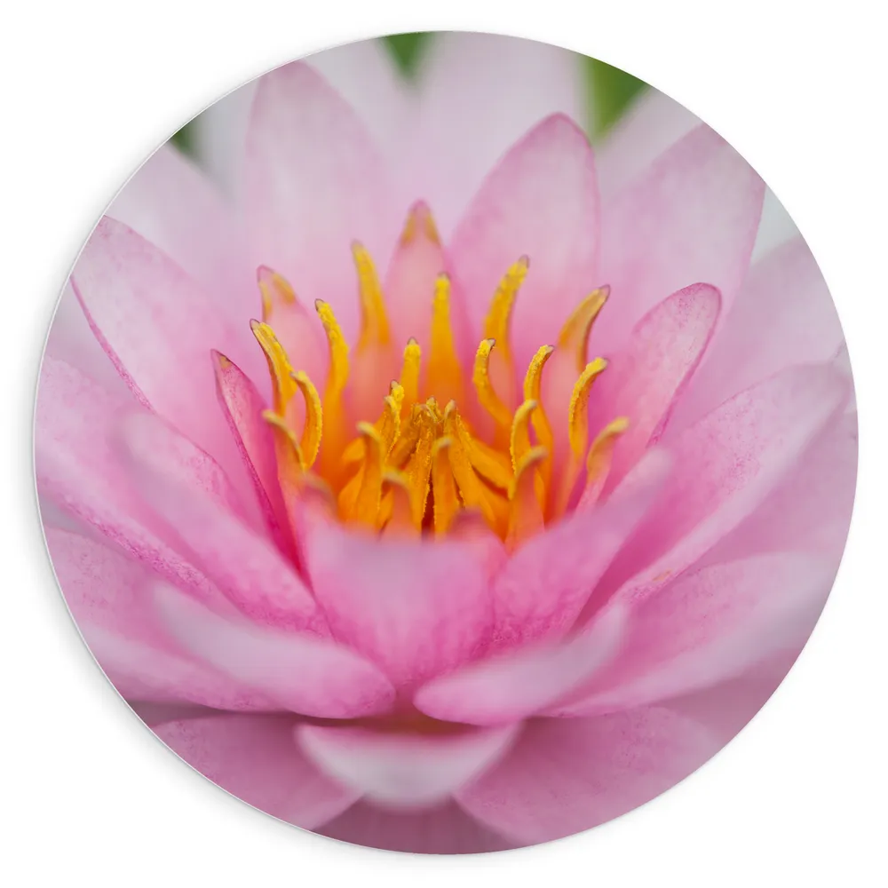 Dibond Muurcirkel - Zachtroze Lotus Bloem