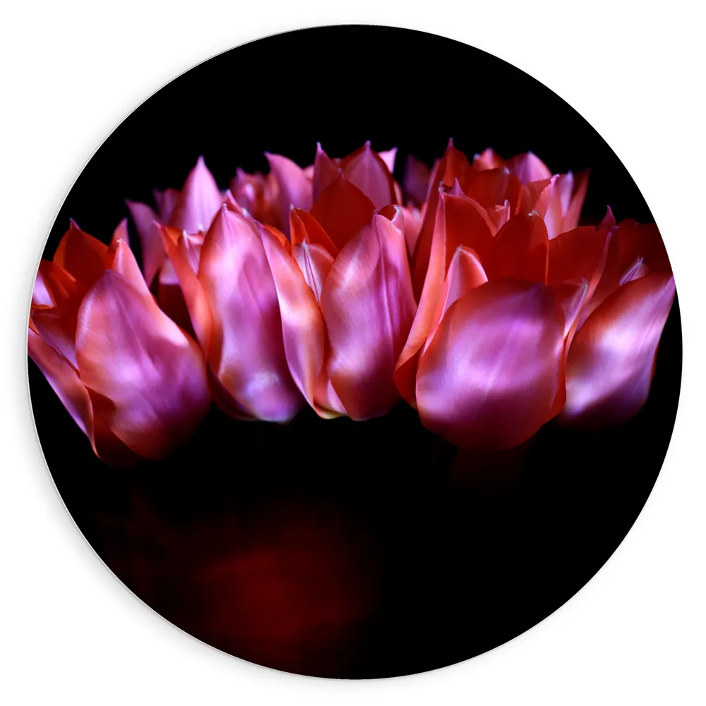 Dibond Muurcirkel - Rode Roze Lotussen
