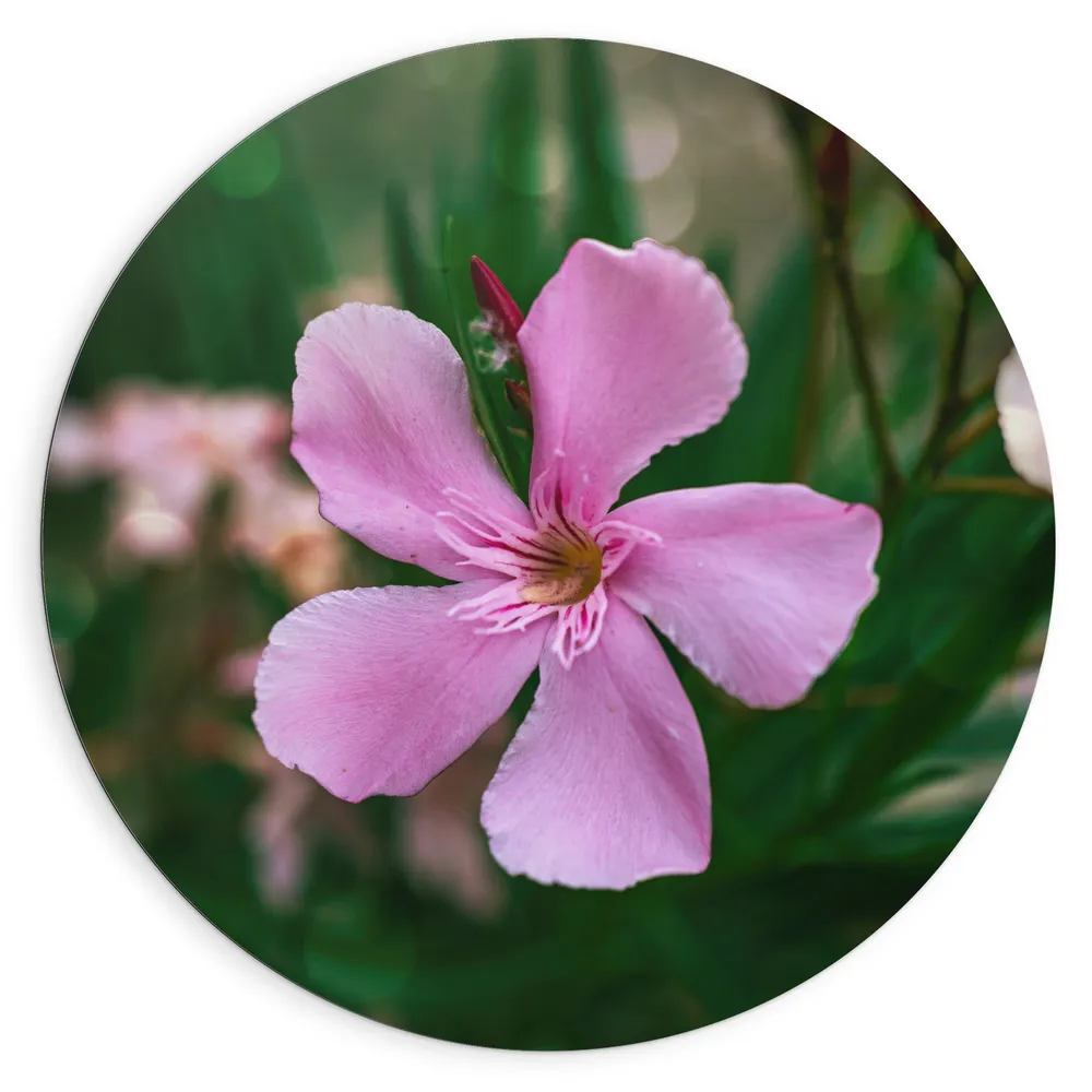 Dibond Muurcirkel - Roze Oleander Bloem op Donnker Groene Stengels