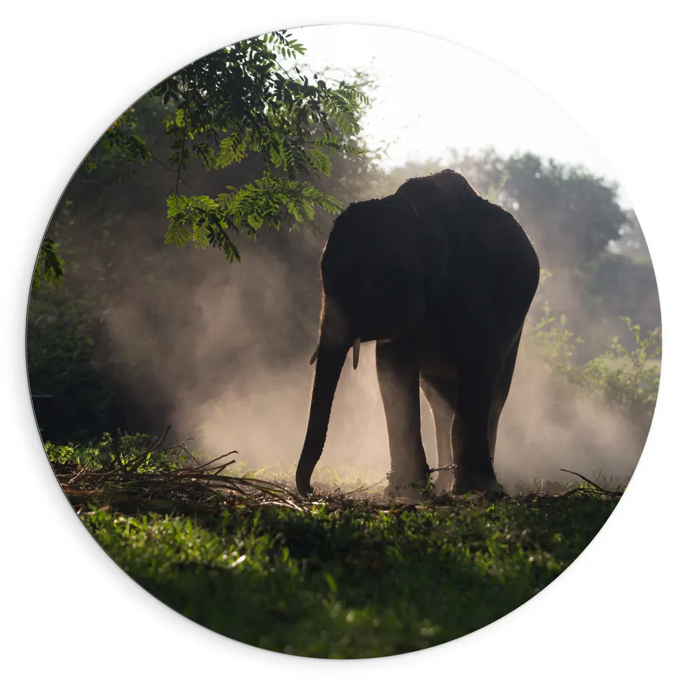 Dibond Muurcirkel - Grote Olifant in de Schaduw van de Bomen