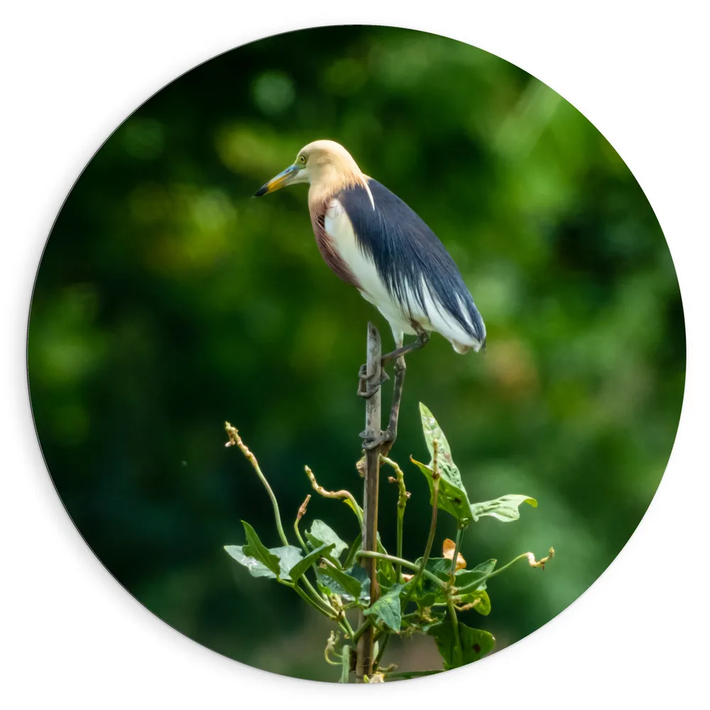 Dibond Muurcirkel - Javaanse Reiger op Top van Groene Plant in Bosrijke Omgeving
