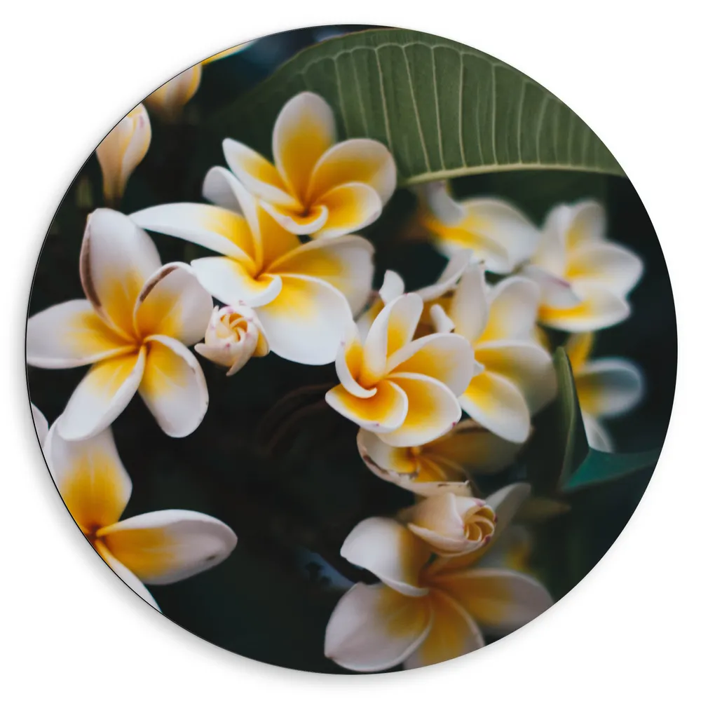 Dibond Muurcirkel - Plumeria bloemen met gele binnenkant en witte uiteinde