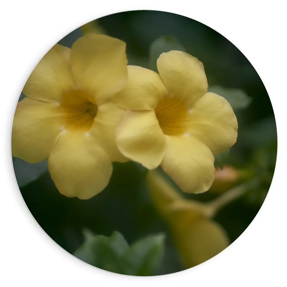 Dibond Muurcirkel - Gele Alamanda Bloemen met Donker Groene Achtergrond
