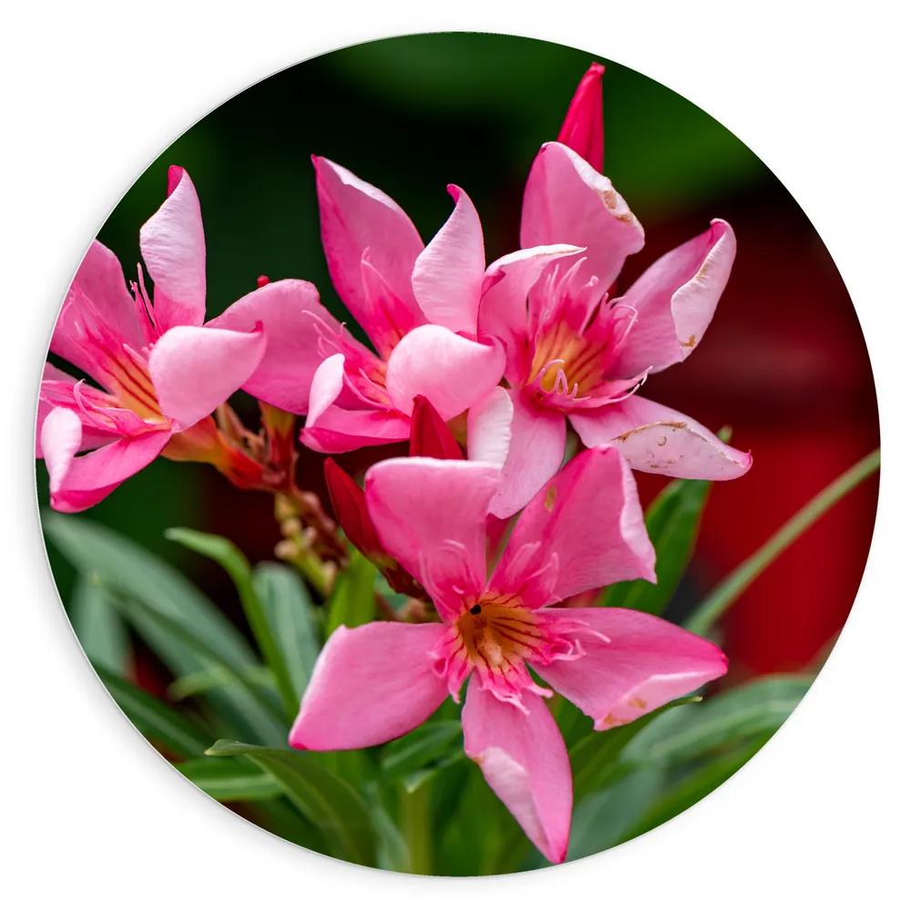 Dibond Muurcirkel - Bloemen - Roze - Bladeren - Natuur