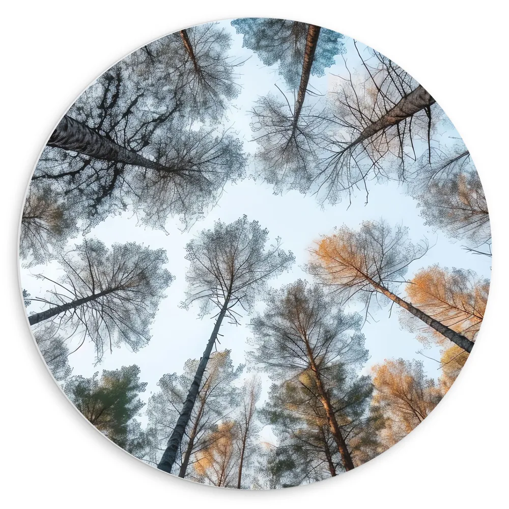 Dibond Muurcirkel - Bomen - Onderaanzicht