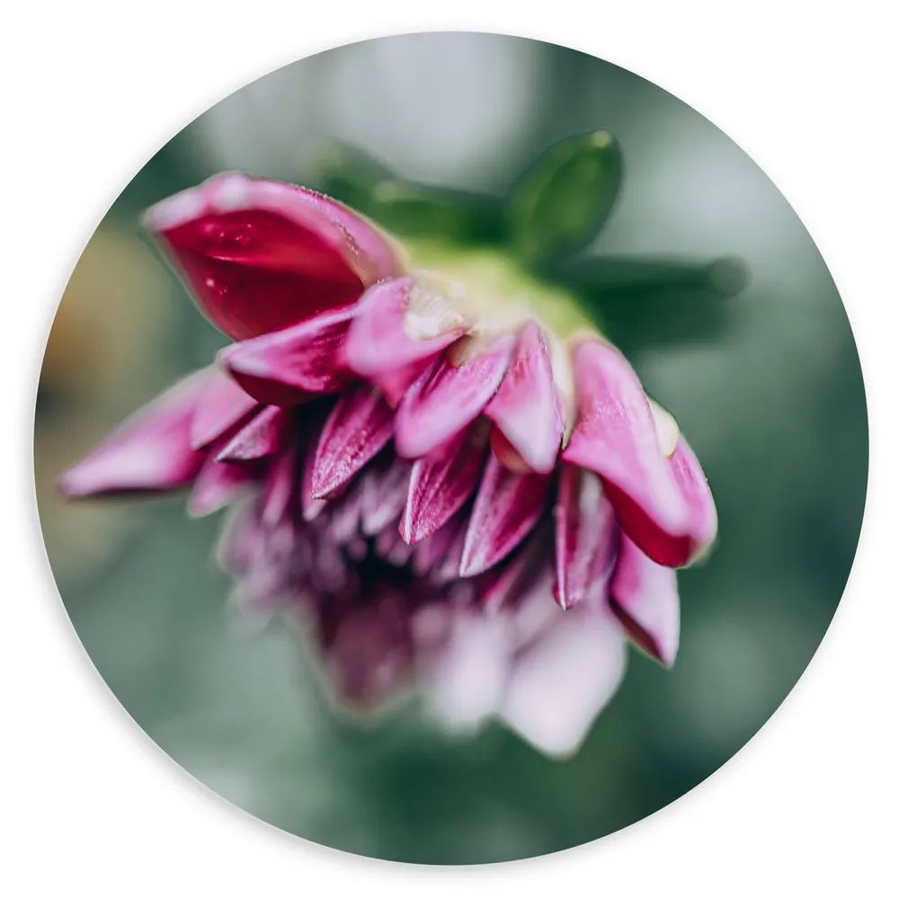 Dibond Muurcirkel - Roze Dahlia