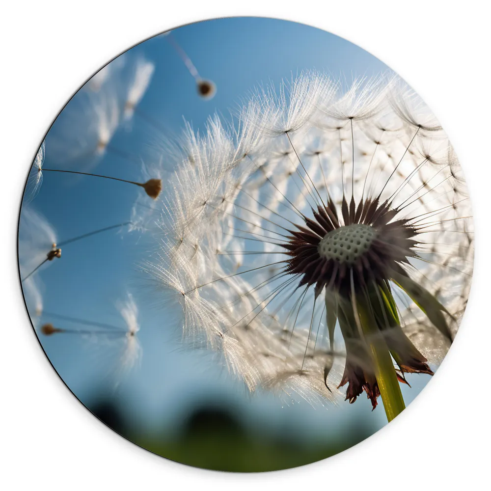 Dibond Muurcirkel - Half Weggeblazen Paardenbloem met Heldere Lucht Achtergrond