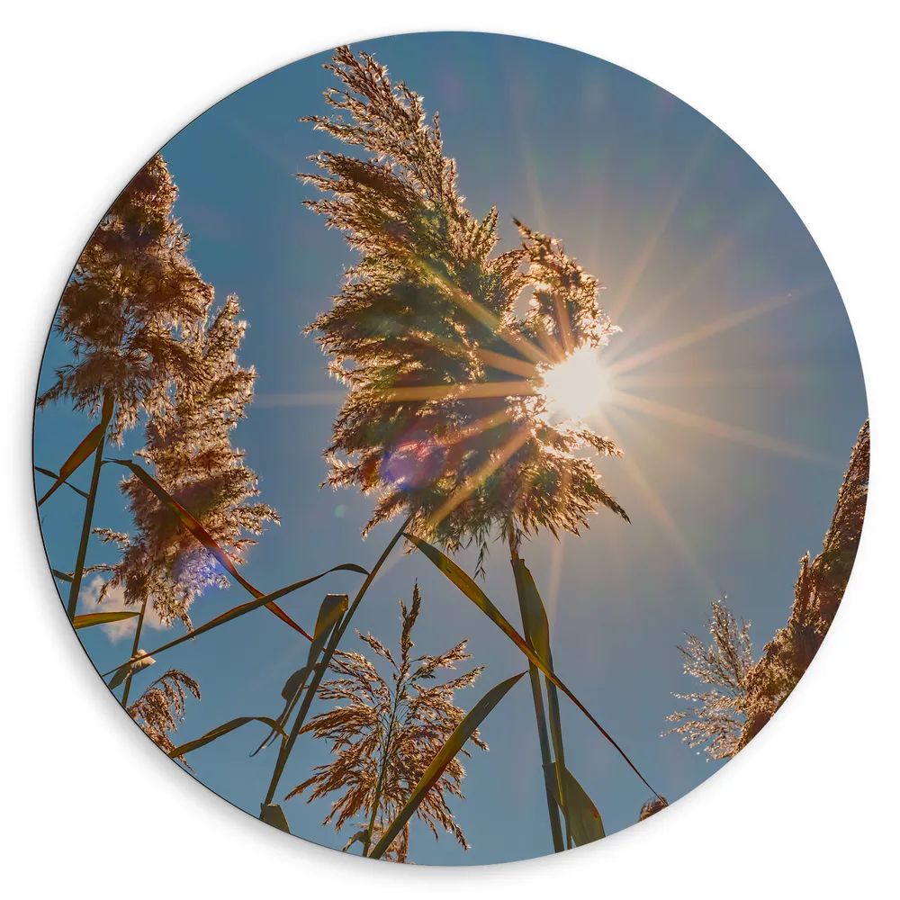 Dibond Muurcirkel - Felle Zon Vallend op Droge Grassen