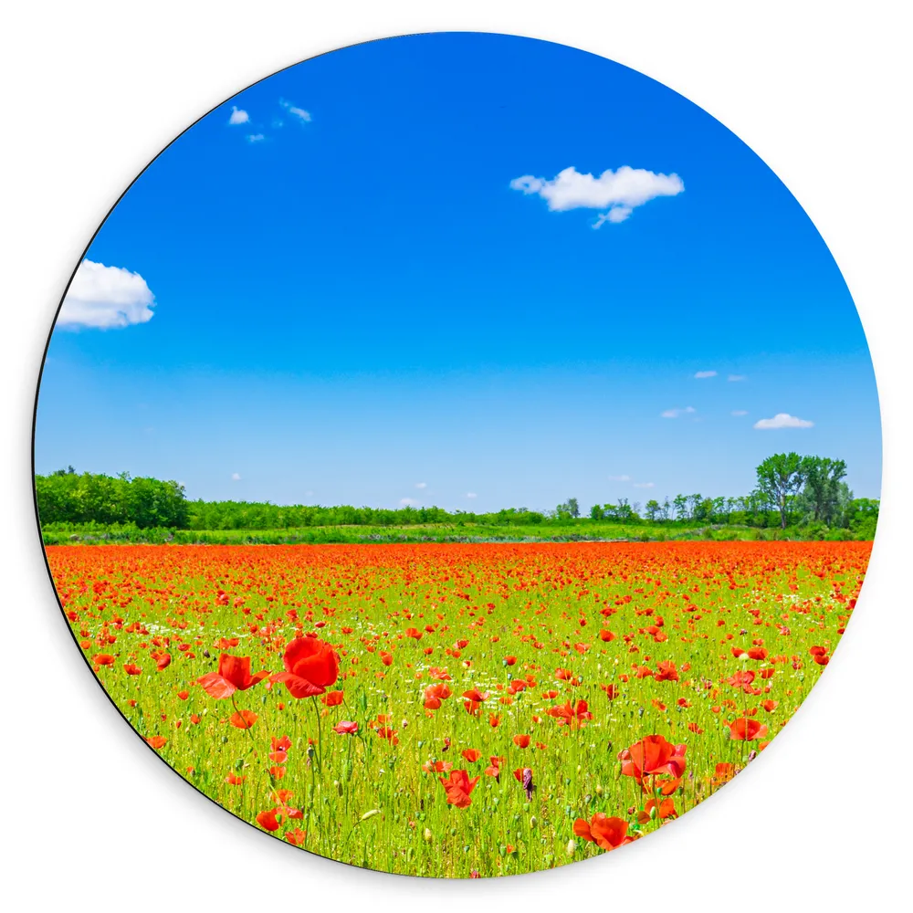 Dibond Muurcirkel - Een Veld Vol Klaprozen met Bomen in de verte