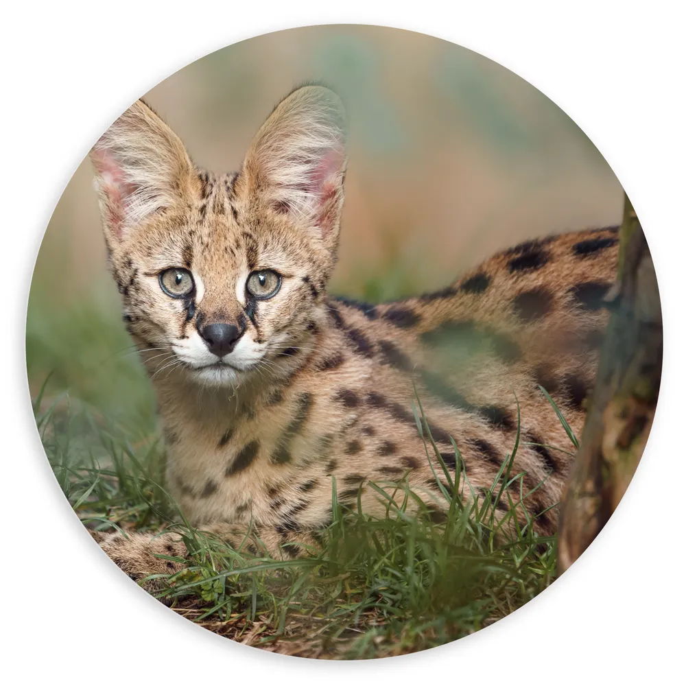 Dibond Muurcirkel - Schuwe Serval Katachtige liggend in het Gras