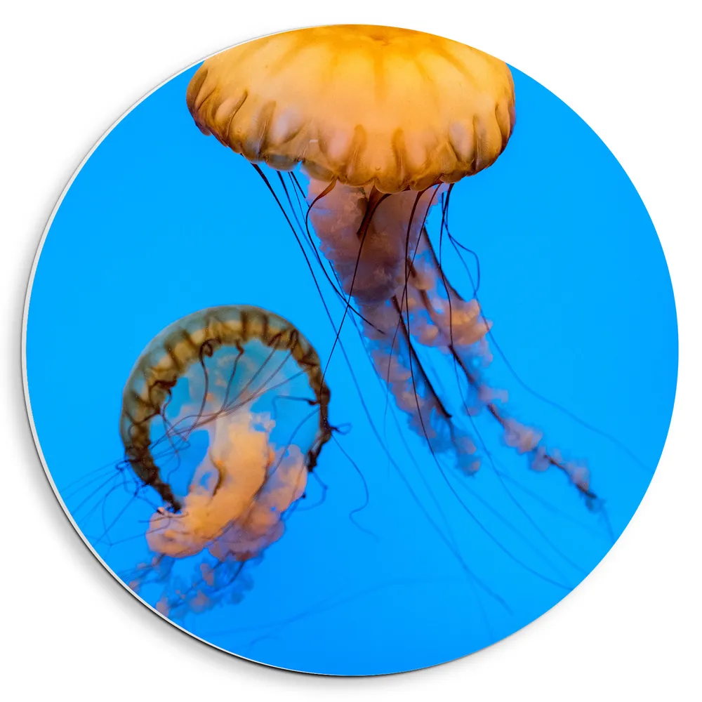 Dibond Muurcirkel - Twee Oranje Kwallen Zwemmend door de Blauwe Oceaan