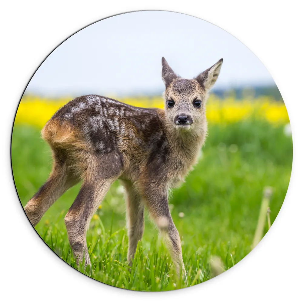 Dibond Muurcirkel - Hertenjong in Grasveld bij Bloemenveld