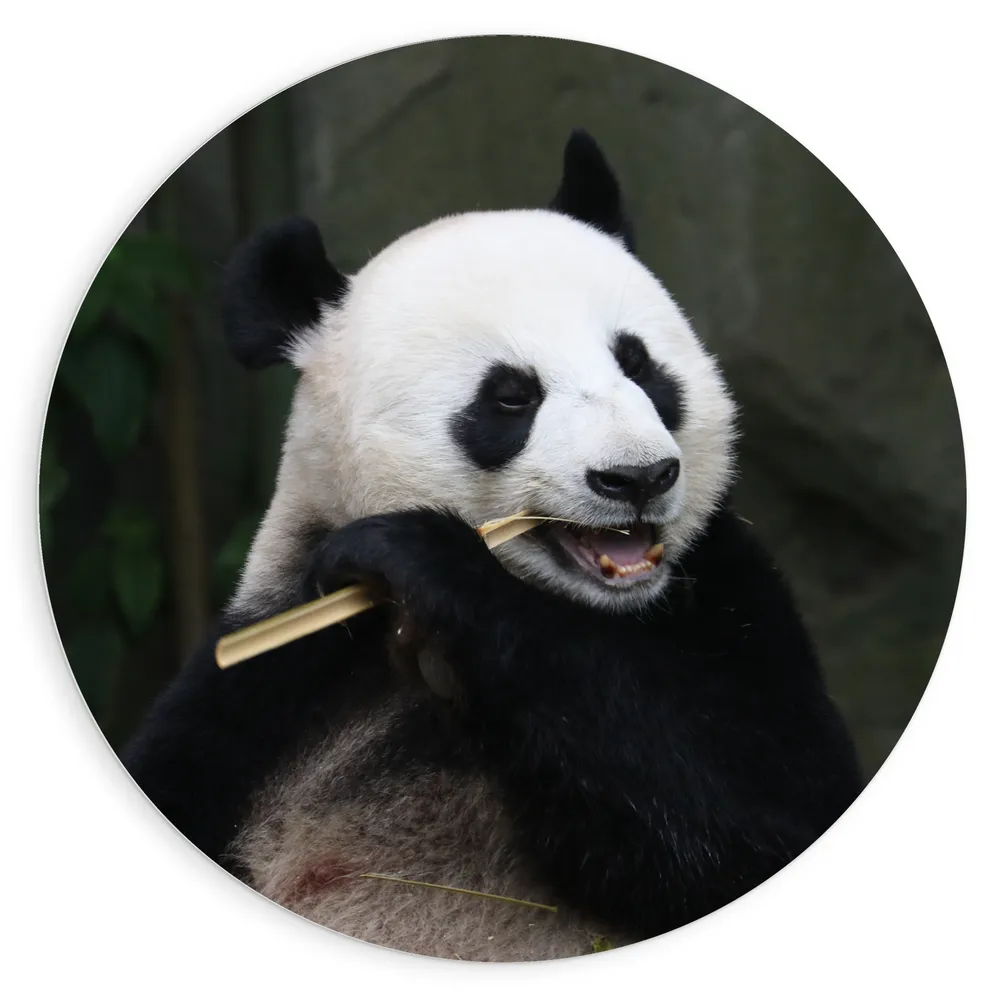 Dibond Muurcirkel - Panda zit en eet bamboe voor stenen achtergrond