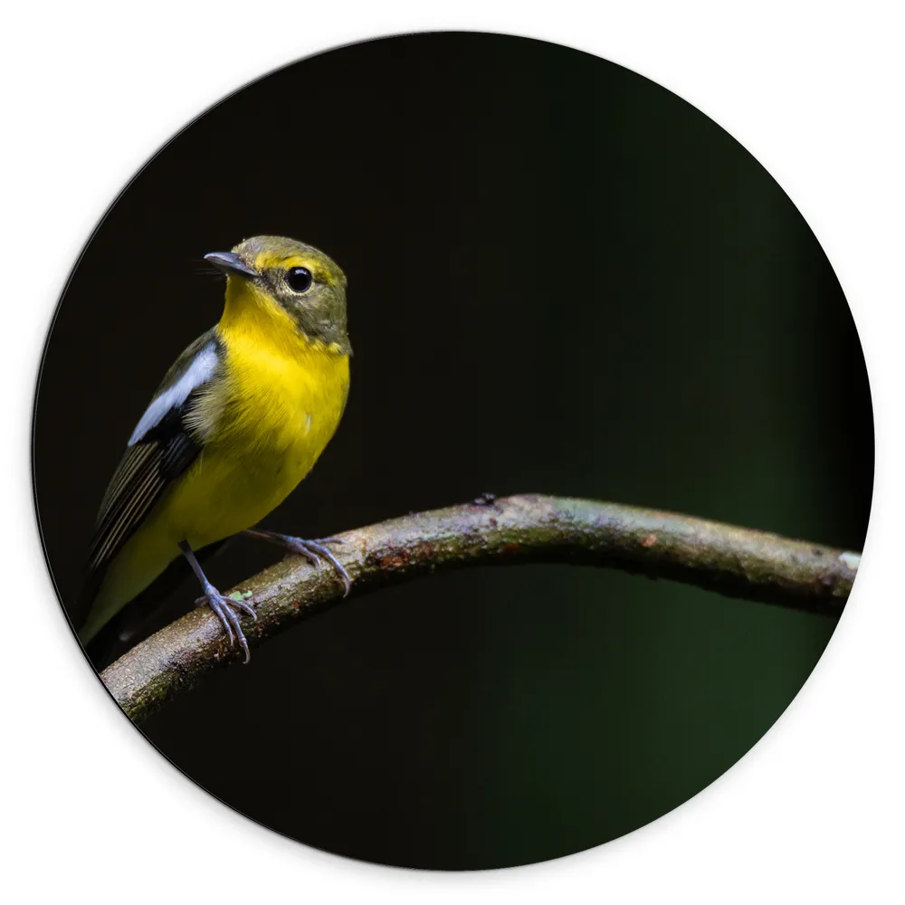 Dibond Muurcirkel - Klein Geel Vogeltje Zittend op Takje