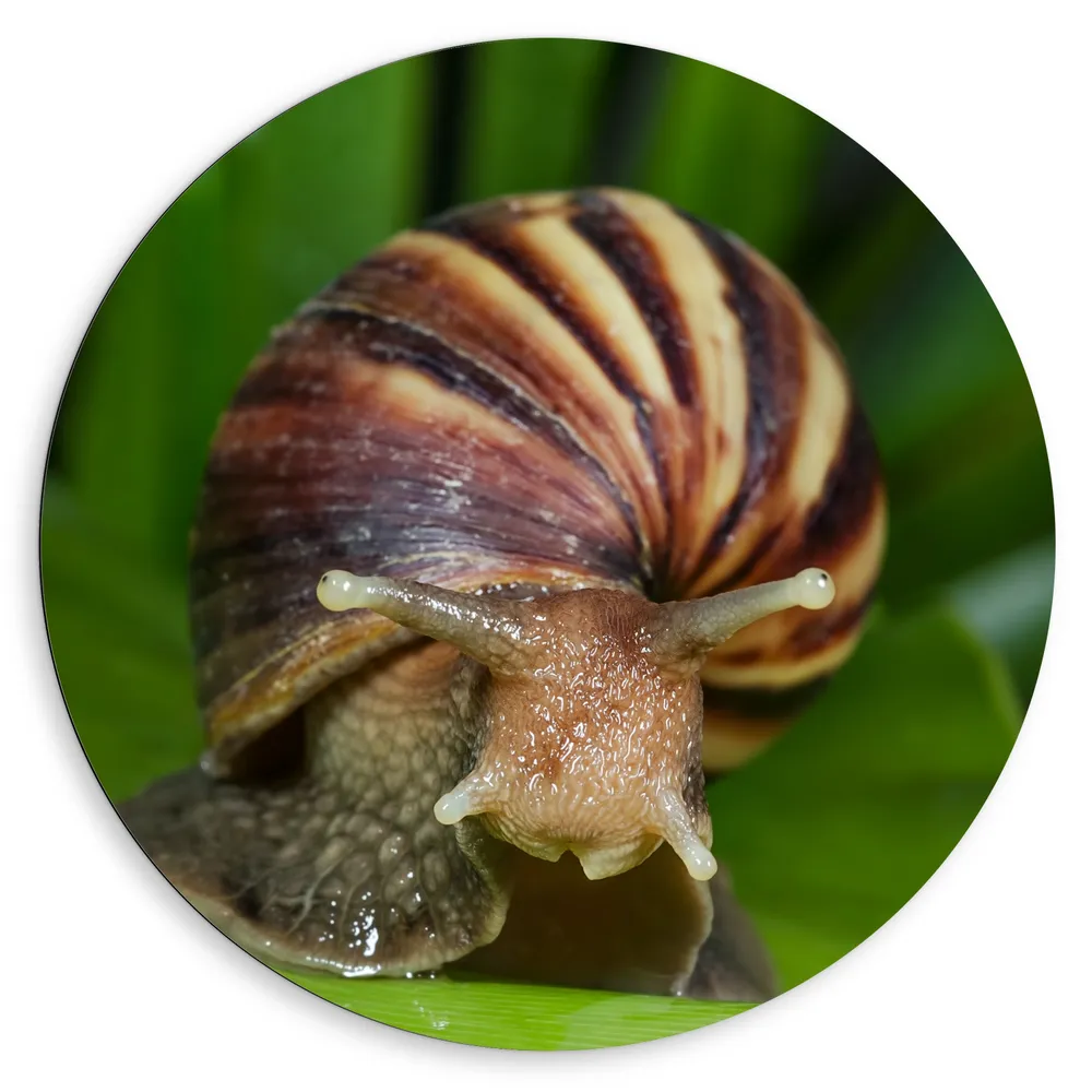 Dibond Muurcirkel - Slak met gestreepte schelp zit op blad in een tuin