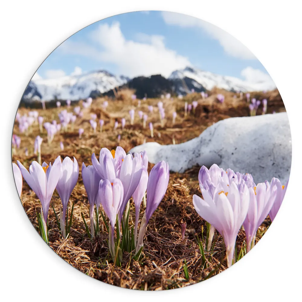 Dibond Muurcirkel - Kleine Bloeiende Roze Bloemen in Berglandschap