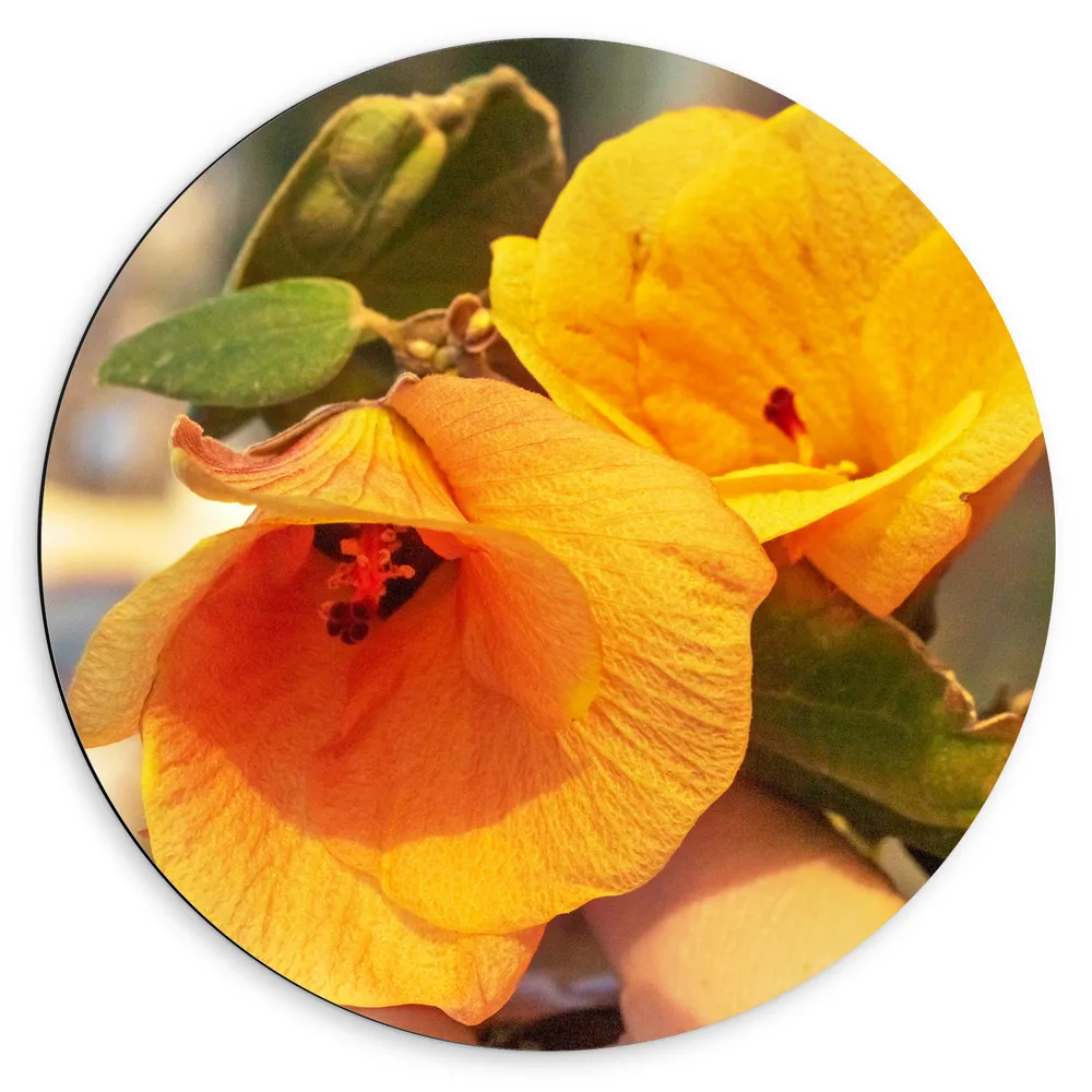 Dibond Muurcirkel - Gele Hibiscus Bloemen in het Zonlicht aan Tak