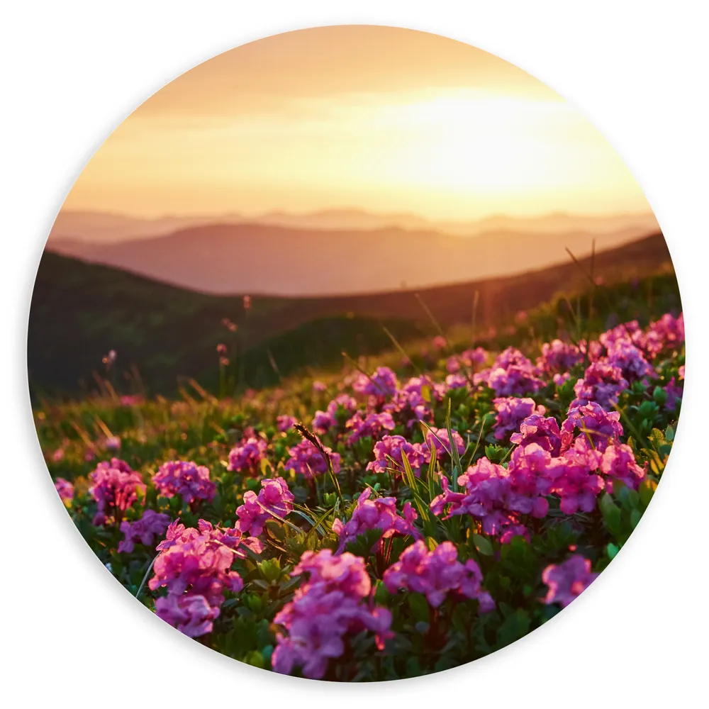 Dibond Muurcirkel - Roze Bloemenveld boven aan de Berg bij Zonsondergang