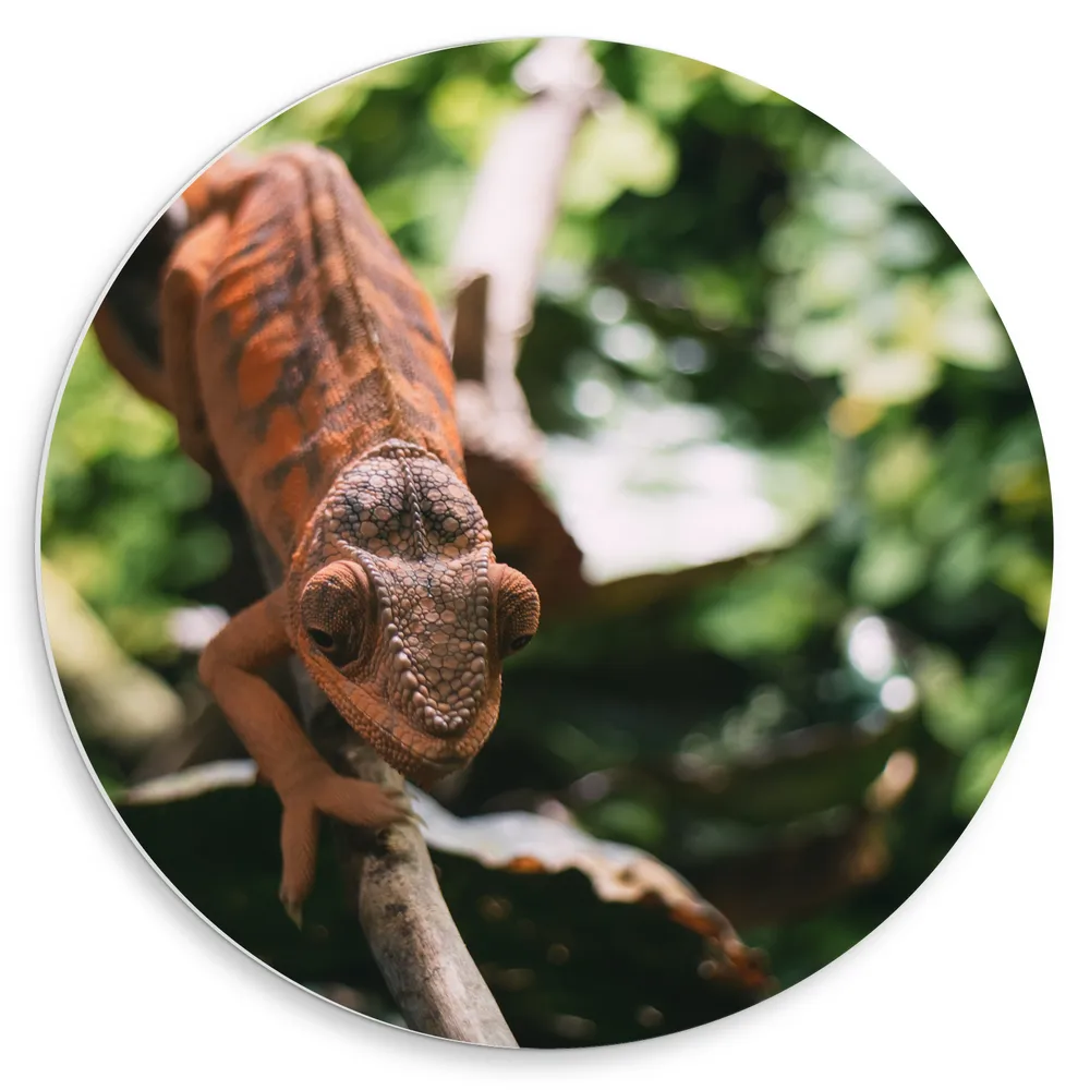 Dibond Muurcirkel - Bruinkleurige Kameleon op Kleine Tak aan Planten