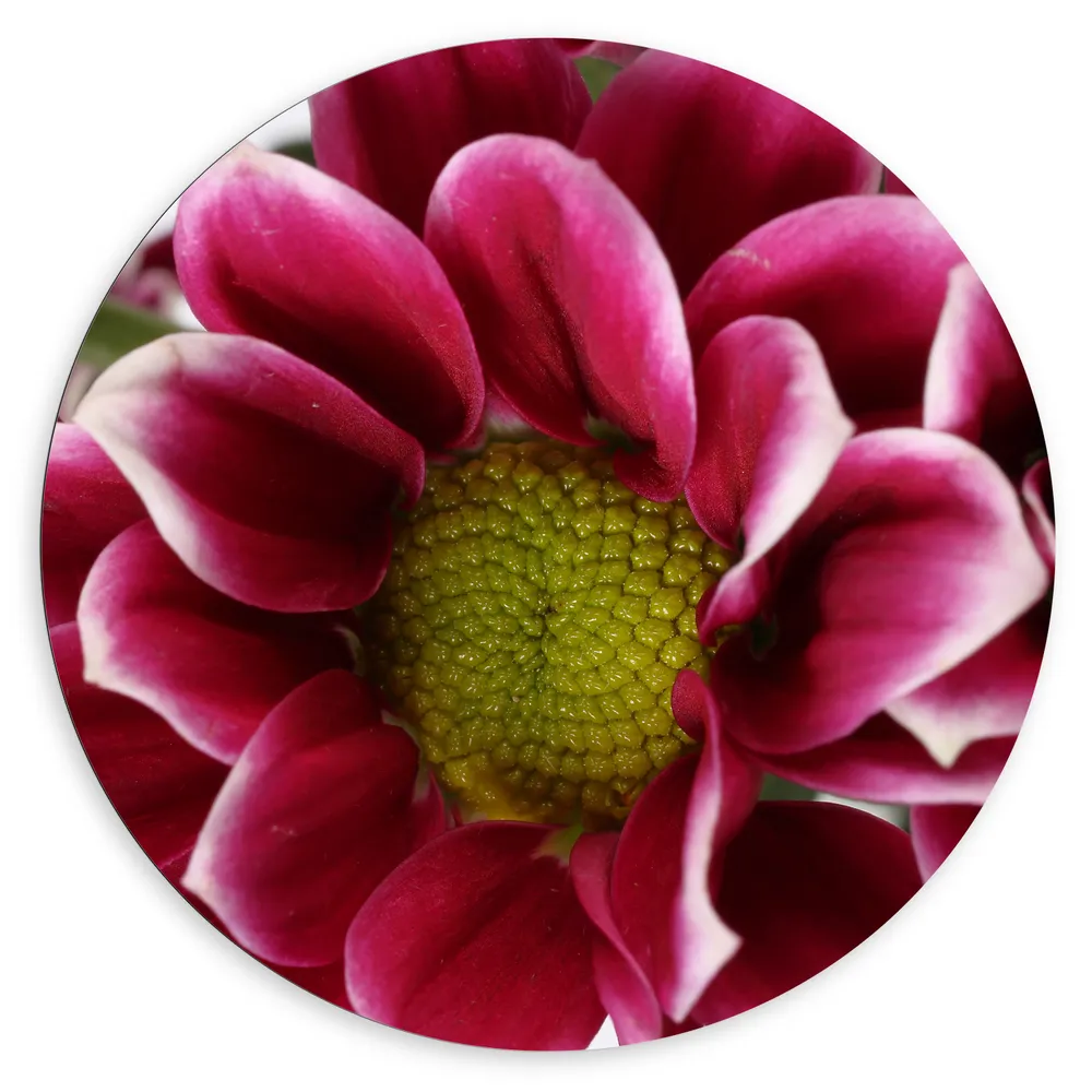 Dibond Muurcirkel - Mooie Grote Roze Bloem met Geel Midden en Witte Blad Randen