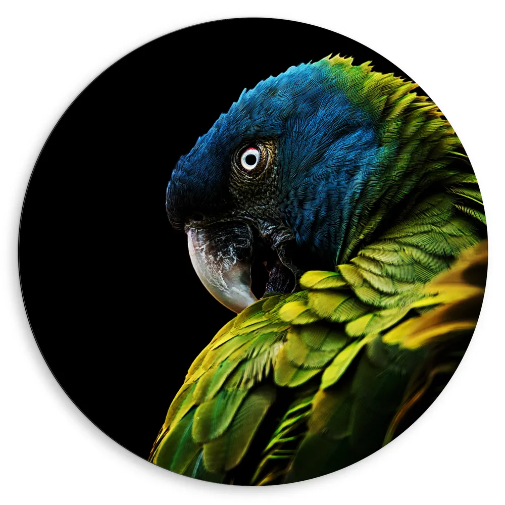 Dibond Muurcirkel - Omkijkende Blauw met Groene Are Papegaai tegen Zwarte Achtergrond