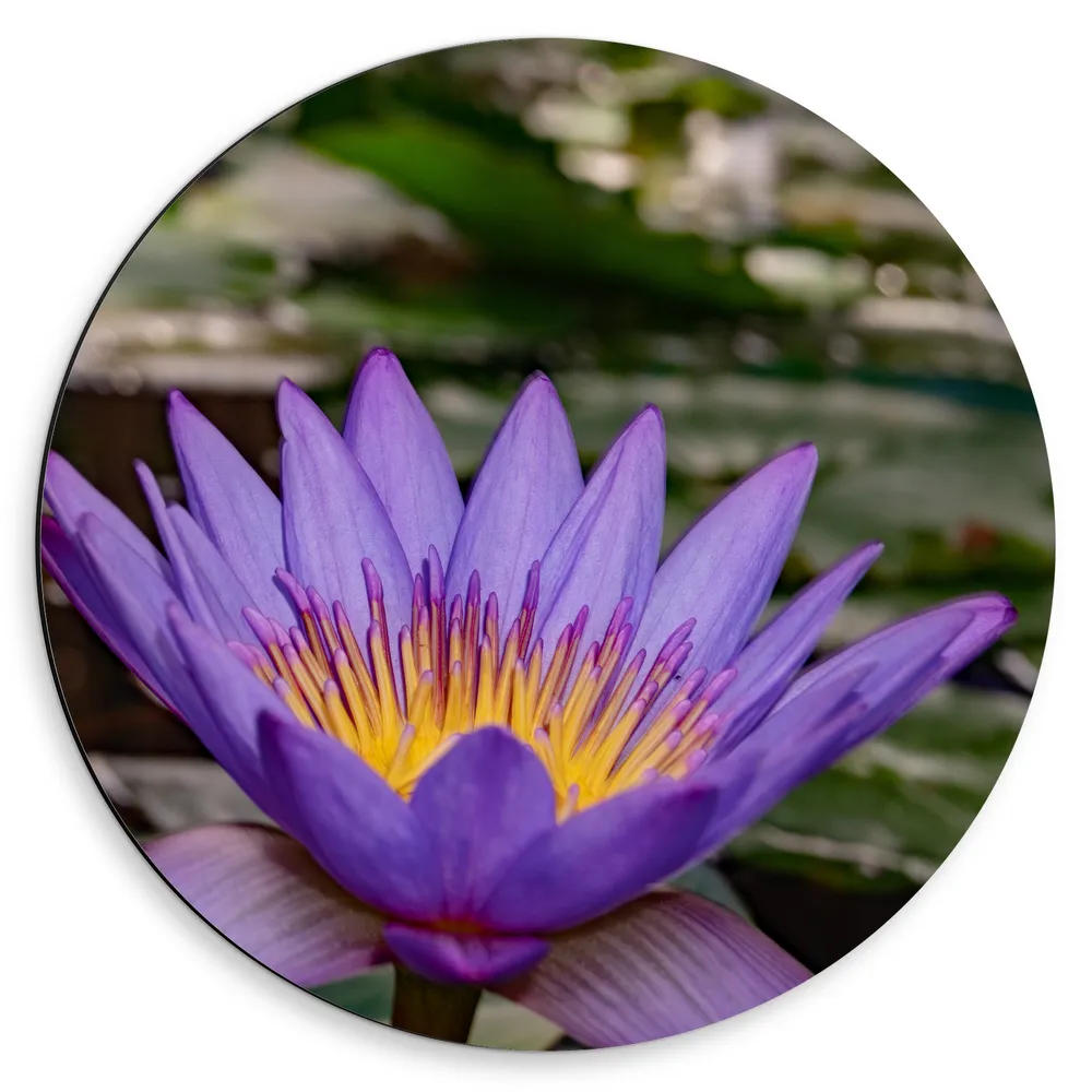 Dibond Muurcirkel - Paarse Lotus Bloem met Geel Midden op Water met Leliebladeren