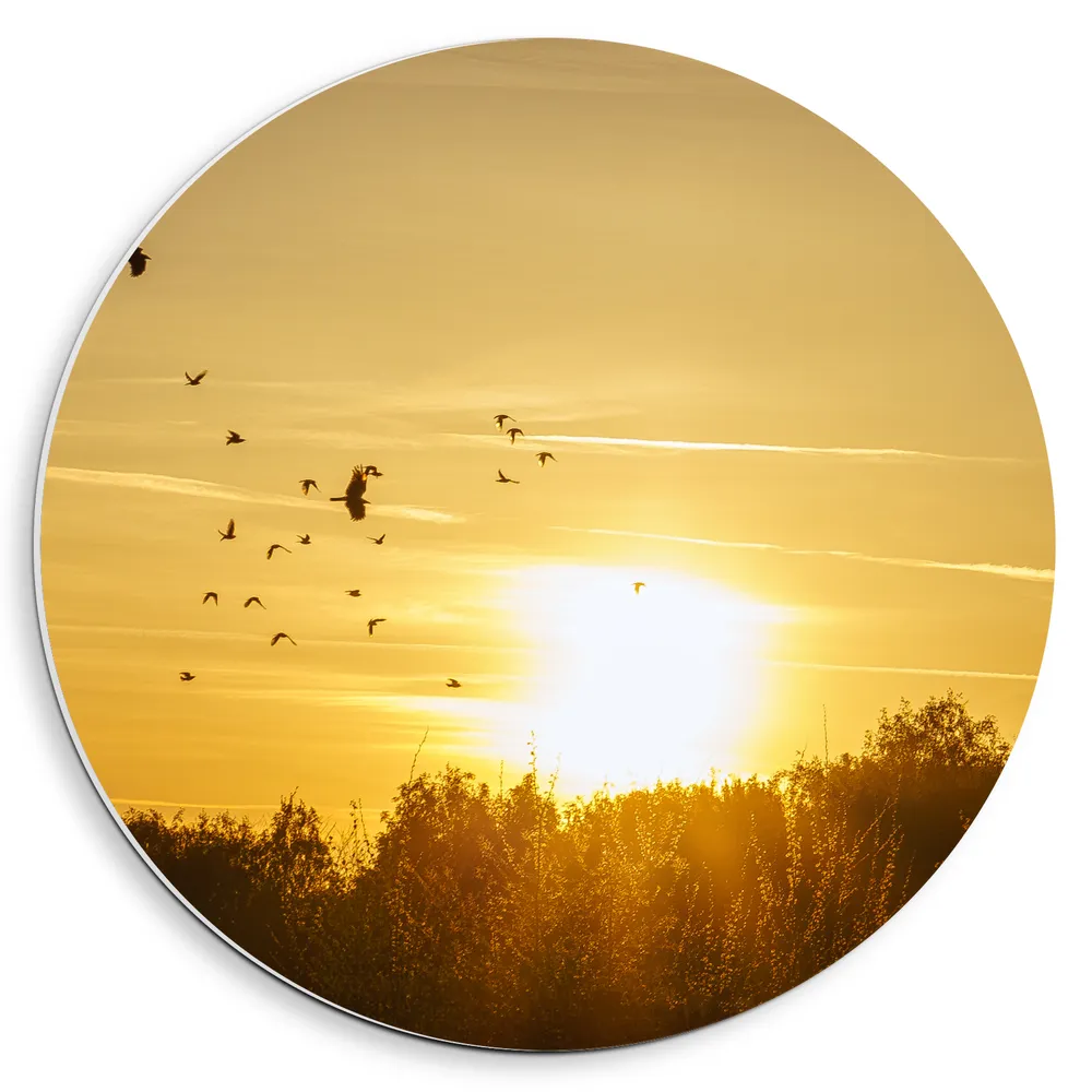 Dibond Muurcirkel - Zwern Vogels Vliegend boven de Bomen tijdens de Mooie Zonsondergang
